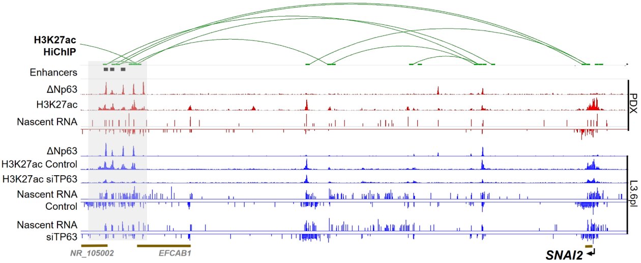 Fig 3_Binding profile of ΔNp63 at SNAI2