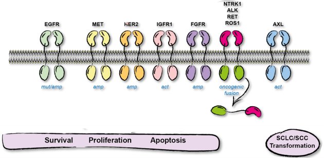 Fig. 4 Receptor tyrosine kinase