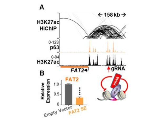 Figure 3. Enhancer essentiality.