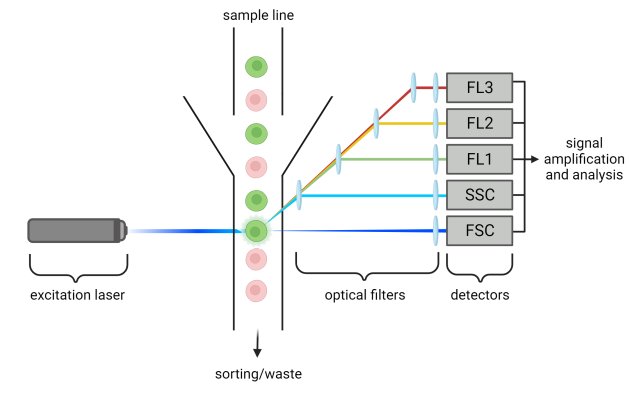 Principle of FC