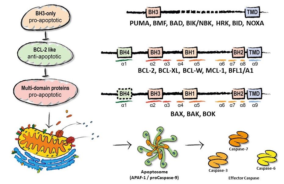 Fig 1.Apoptosis Signalling.png