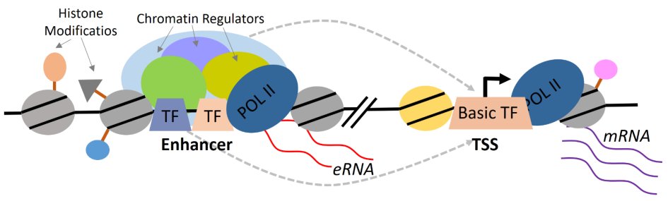 Figure 1. Transcriptional layers of identity-specific gene expression regulation.