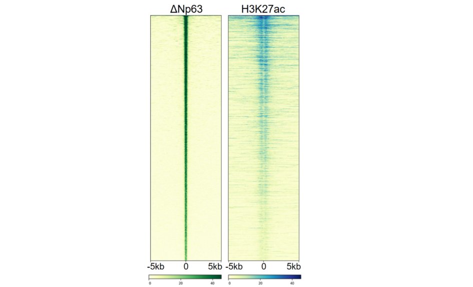 Research Group Tumor Cell Plasticity