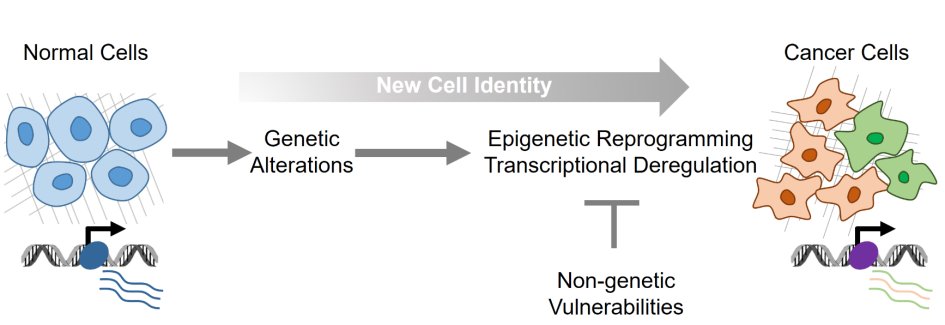 Figure 4. Cancer cells rely on deregulated epigenetic and transcriptional programs to maintain their identity.  Understanding the key components on which the dysregulated transcriptional programs depend in cancer cells is essential for identifying new the